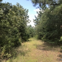 40 ac - Timberland for Hunting images 5