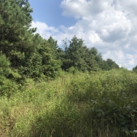 40 ac - Timberland for Hunting images 6