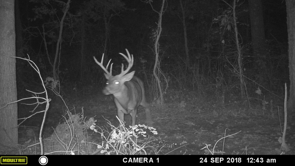 IL Big Buck Factory featured image