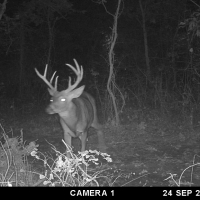 IL Big Buck Factory