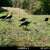 IL Big Buck Factory images 2