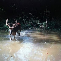 IL Big Buck Factory images 3