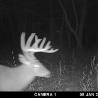 IL Big Buck Factory images 4