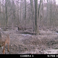IL Big Buck Factory images 5