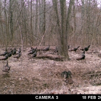 IL Big Buck Factory images 6