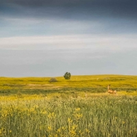 Orchard Coulee Ranch images 2