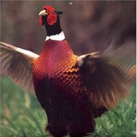Pheasant and Chukar Packages on 130 Acres of Gorgeous New England Cover on Private Preserve