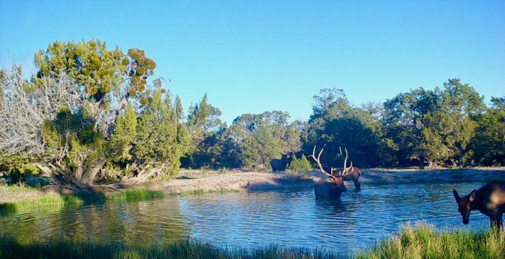 Continental Divide Trophy Elk  amp  Cattle Ranch featured image