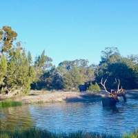 Continental Divide Trophy Elk  amp  Cattle Ranch