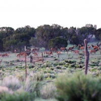 Continental Divide Trophy Elk  amp  Cattle Ranch images 2