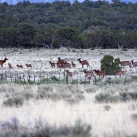 Continental Divide Trophy Elk  amp  Cattle Ranch images 3