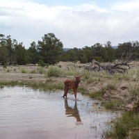 Continental Divide Trophy Elk  amp  Cattle Ranch images 4