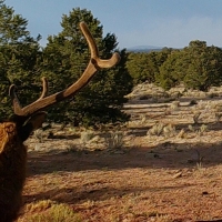 Continental Divide Trophy Elk  amp  Cattle Ranch images 6