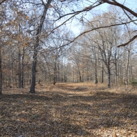 123 Acres Stewart County images 6