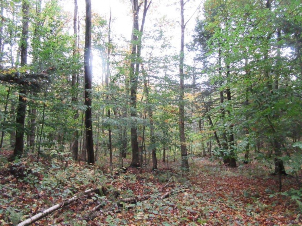 7 acres Woodlands near Mad River State Forest featured image
