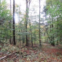 7 acres Woodlands near Mad River State Forest