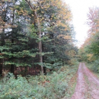 7 acres Woodlands near Mad River State Forest images 5