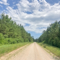205 Acres &nbsp; Lost Indian Camp Road &nbsp; Tract 5302