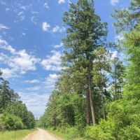 205 Acres &nbsp; Lost Indian Camp Road &nbsp; Tract 5302 images 2