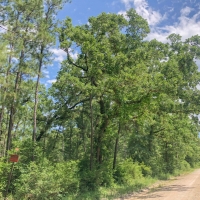 205 Acres &nbsp; Lost Indian Camp Road &nbsp; Tract 5302 images 4