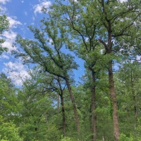 205 Acres &nbsp; Lost Indian Camp Road &nbsp; Tract 5302 images 5