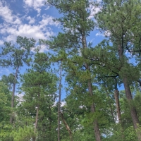 205 Acres &nbsp; Lost Indian Camp Road &nbsp; Tract 5302 images 6