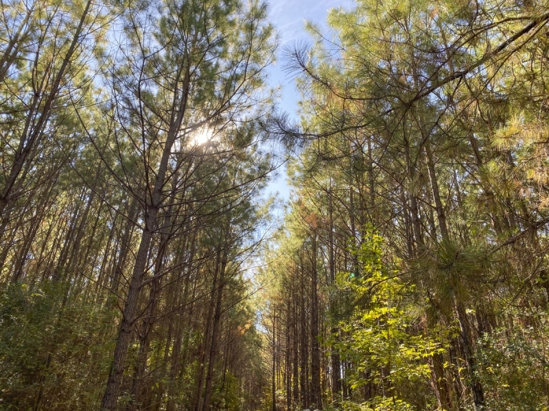 340 Acres &nbsp; Z. Hopson featured image