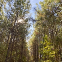 340 Acres &nbsp; Z. Hopson