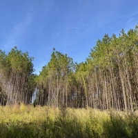 340 Acres &nbsp; Z. Hopson images 2