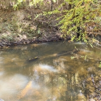 340 Acres &nbsp; Z. Hopson images 4