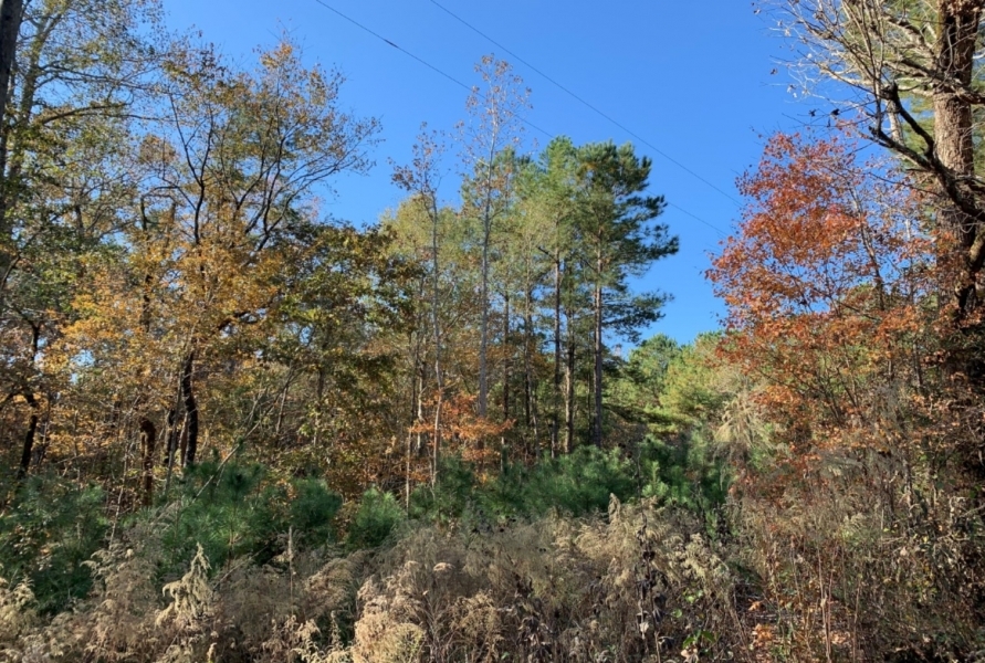 30 Acres in Neshoba County on County Road 270 in Philadelphia  MS featured image