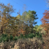 30 Acres in Neshoba County on County Road 270 in Philadelphia  MS