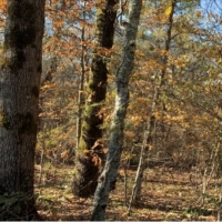 30 Acres in Neshoba County on County Road 270 in Philadelphia  MS images 2