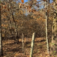 30 Acres in Neshoba County on County Road 270 in Philadelphia  MS images 3