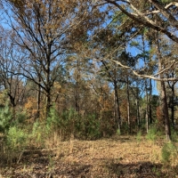 30 Acres in Neshoba County on County Road 270 in Philadelphia  MS images 4