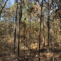 30 Acres in Neshoba County on County Road 270 in Philadelphia  MS images 5