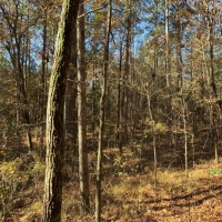 30 Acres in Neshoba County on County Road 270 in Philadelphia  MS images 6