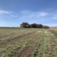 Hammon Land  amp  Livestock images 5