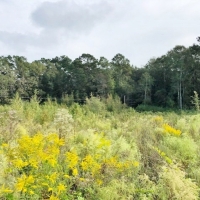 5 Acres-Garner Rd images 4