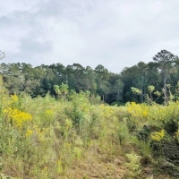 5 Acres-Garner Rd images 5