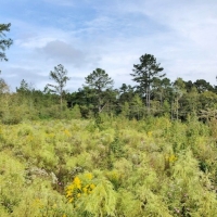 5 Acres-Garner Rd images 6