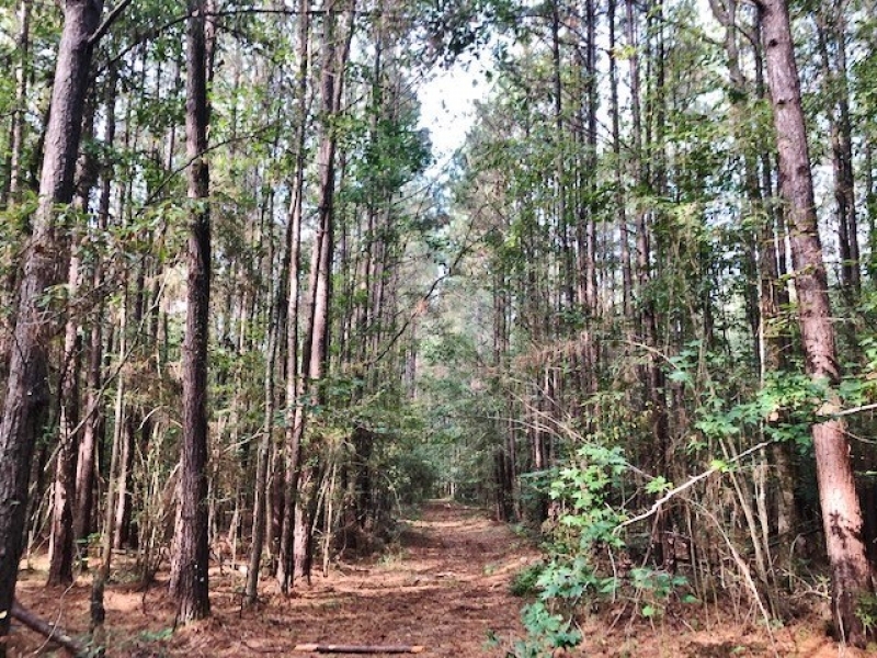50 Acres-Garner Rd featured image