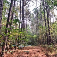 50 Acres-Garner Rd images 2