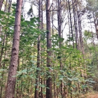 50 Acres-Garner Rd images 3