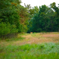 Exceptional Hunting &nbsp; Recreational Ranch For Sale in Eastern KS images 5