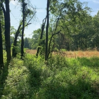 Hunting Land with CRP Income For Sale in Northeast MO images 2
