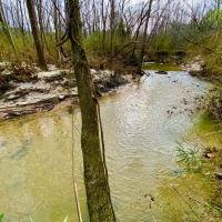 The Millry Brier Creek Farm Timber &nbsp; Hunting Estate images 2
