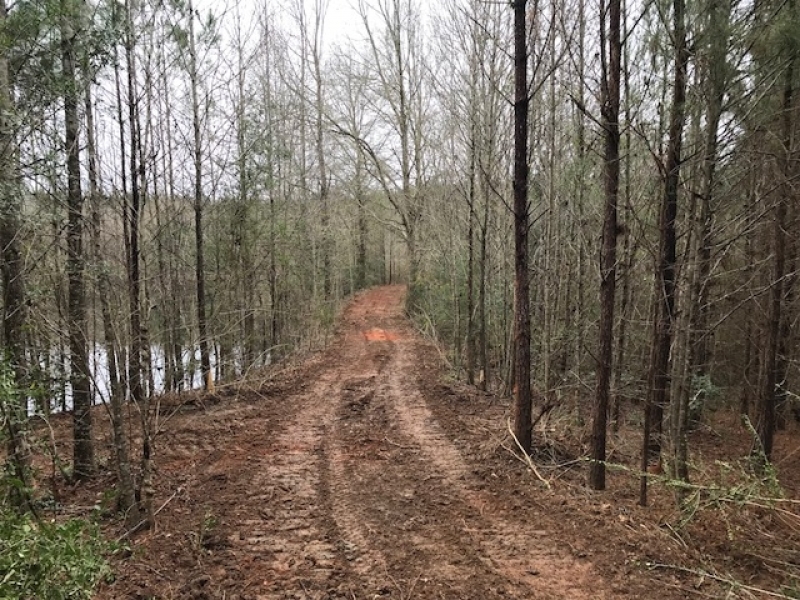 245 Acres Prime Timberland in Tylertown  MS featured image