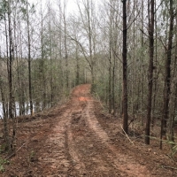 245 Acres Prime Timberland in Tylertown  MS