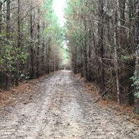 245 Acres Prime Timberland in Tylertown  MS images 2